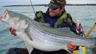 Catching Striped Bass with Live Eels