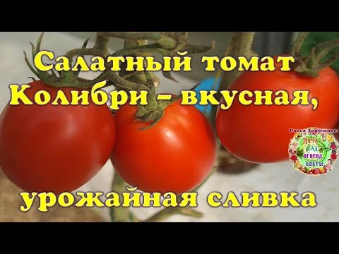 , title : 'Салатный томат Колибри -  вкусная, урожайная сливка'