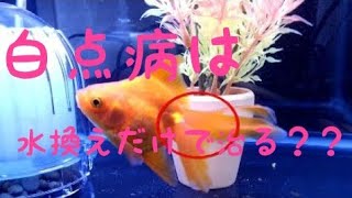 【金魚】白点病を治す！！！！