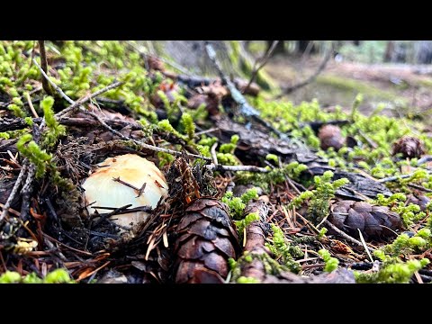 King Bolete & Matsutake Pine Mushroom Hunting