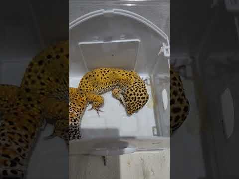 #reptile #爬虫類  #gecko #守宫 #tiktok