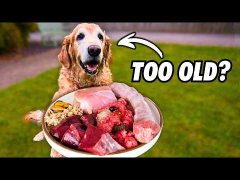 How To Raw Feed Senior Dogs