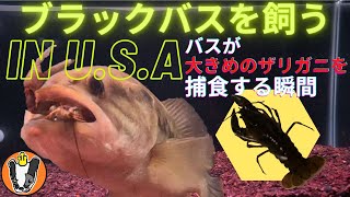 ブラックバスを飼う In U.S.A 大きめのザリガニ２匹を水槽に入れてみた