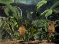 Sesame Street Pond Full Of Fishes Keep Our Water Pure And Clean