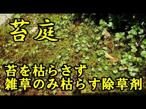 自家製の天然除草剤の効果的で環境に優しいレシピ