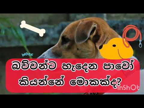 පාවෝ (Parvo) කියන්නේ මොකක්ද?