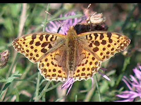 Inheritance of intelligence | Wikipedia audio article