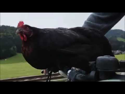 Abendrunde mit Marple..Huhn auf Fahrrad...Chicken on a bike...騎自行車的雞肉