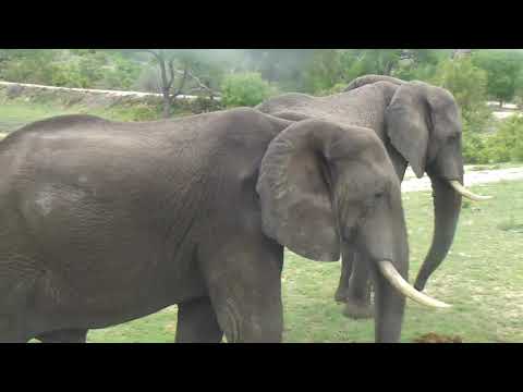 Djuma: Two Elephant bulls pass through - 06:41 - 12/29/18