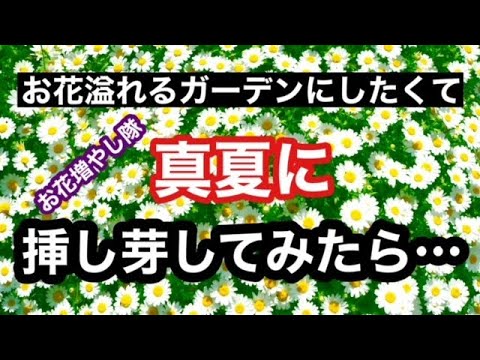 挿し木の成長を促進するアイデアはありますか？柳の水で水をやれますか？  庭園
