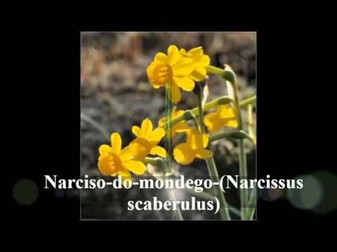 Extinção das espécies vegetais