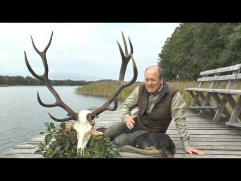 Lebenshirsch in Masuren erlegt! Nach kurzer Nachsuche auf der Strecke! Red stag of a lifetime !