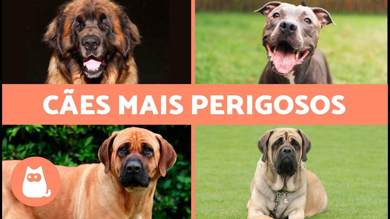 10 RAÇAS DE CÃES MAIS PERIGOSAS DO MUNDO 🐶⚠️ Genética ou Educação?