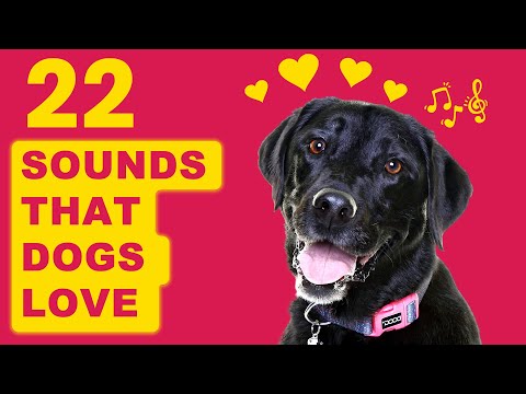 22 Sounds That Dogs LOVE To Hear The Most 🐶❤️
