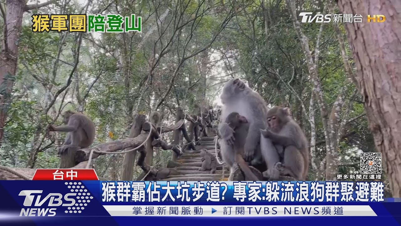 猴群霸佔大坑步道？專家：躲流浪狗群聚避難