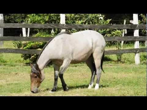 Cabanha Guanabara - Maçanilha (parte 2)