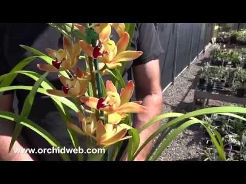 OrchidWeb - Cymbidium Ming Emperor