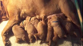 Video preview image #22 Labrador Retriever Puppy For Sale in WEST SALEM, WI, USA