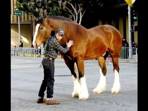Behind the Scenes - Budweiser Super Bowl Ad- Clydesdales: Perfect Hoof Wear