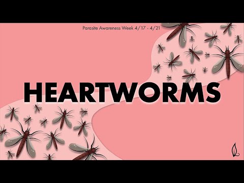 HEARTWORMS | Parasite Awareness Week