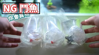 NG 鬥魚到底有多 NG? 沒想到只有我一個人下標 | 標回來養養看 賺翻啦 NG betta fish? is it worth it to bid?
