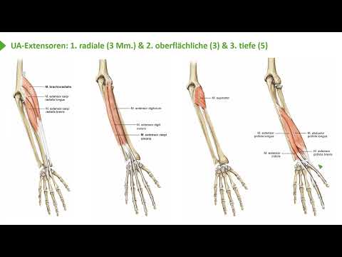 Bewegungssystem I Übersicht oberflächliche & tiefe Unterarmmuskulatur: Strecker I Prof.Dr.med. Wirth