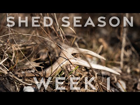 JANUARY SHEDS! // Vlog 1 - Shed Hunting 2026