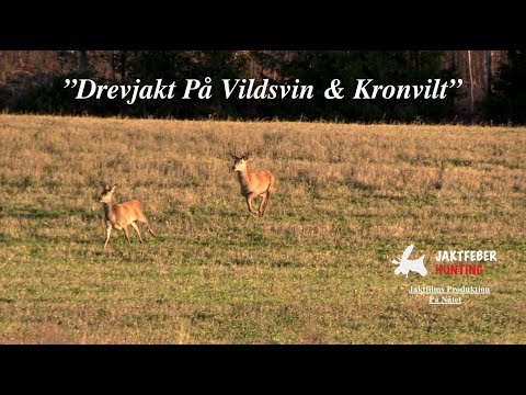 "Drevjakt I Sörmland På Vildsvin & Kronvilt” (följ med jaktfeber på spännande drevjakt)