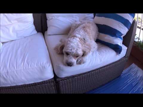 Lerner and Pooch - Small Breed Training video.