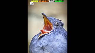 Download lagu Suara Burung Paling Menakutkan Lainnya vs Yang Terakhir ☠️🔥 #edit #trollface #trollfaceedit #troll #burung #suara mp3 Download lagu Suara Burung Paling Menakutkan Lainnya vs Yang Terakhir ☠️🔥 #edit #trollface #trollfaceedit #troll #burung #suara mp3