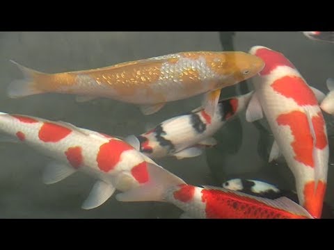 download lagu mp3 mp4 Poisson Carpe Coye, download lagu Poisson Carpe Coye gratis, unduh video klip Poisson Carpe Coye