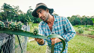 Grow Your Own Dragonfruit! (Beginners Guide + Farm Tour)