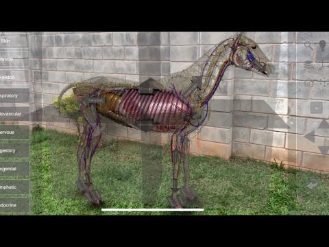 3D Horse Anatomy Video