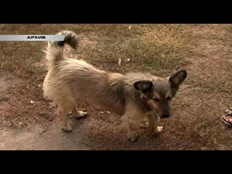 Бродячие собаки продолжают атаковать Курск
