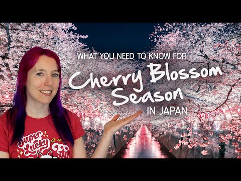 🌸 Tips for Cherry Blossom Season 🌸 Sakura in Japan 2024
