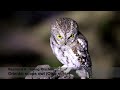 Oriental Scops Owl Otus Sunia Kaeng Krachan Nature Birds