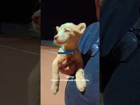 TáxiPet Cacoal x Primavera de Rondônia.  #calcanhardeboi#heller#blueheller#vidanaroça#shortviral