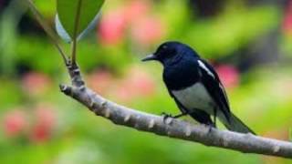 Download lagu SUARA KACER DURASI PANJANG mp3