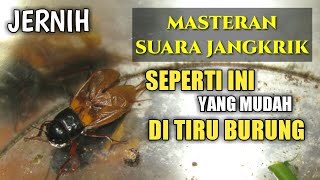 Download lagu Suara jangkrik masteran burung cucak ijo, murai batu, cendet, kacer. Suara jernih mantap mp3
