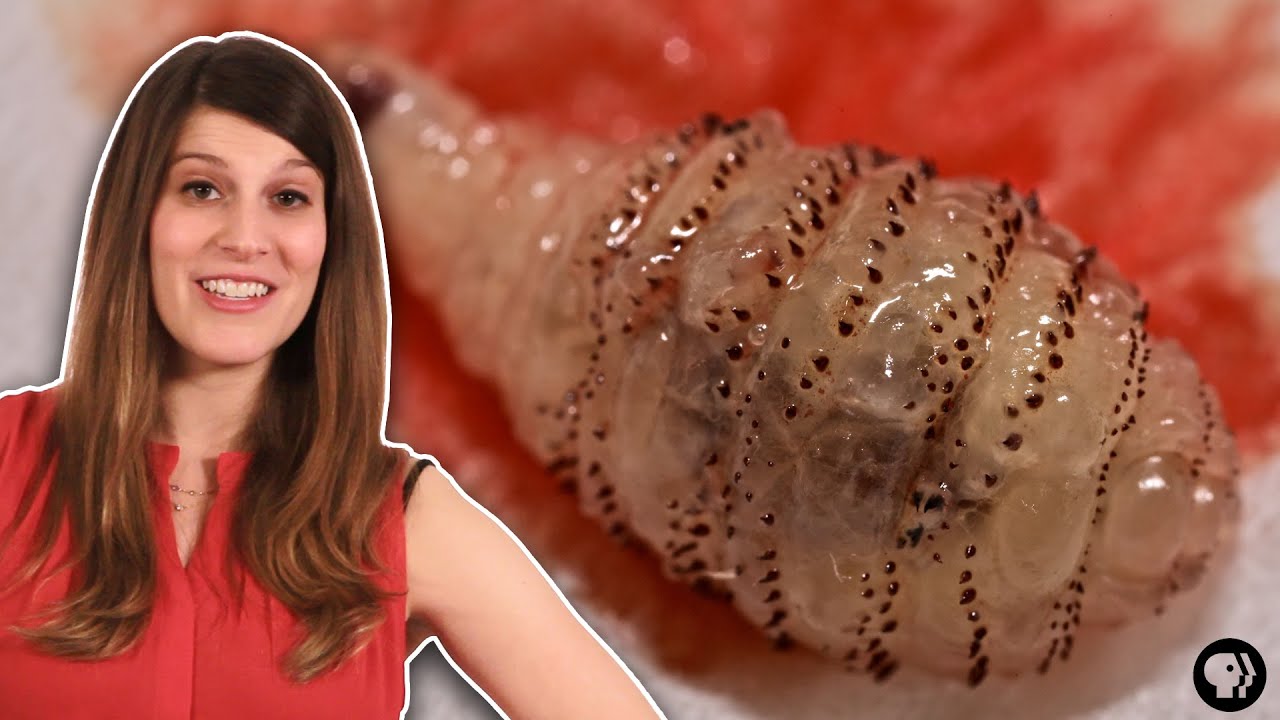 The Strangest Use For Bacon… Ever?