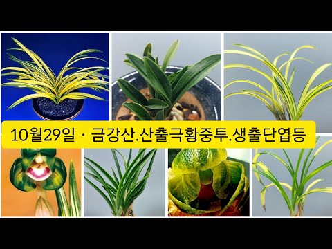 유튜브 썸네일