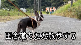 自然豊かな田舎道を楽しむフィオ｜ボストンテリア