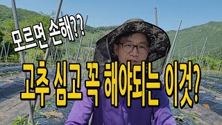 고추 농작물재해보험이 뭐지? 고추재배시 꼭 가입해야되는 정책보험 / 고추심고 꼭 가입하세요.