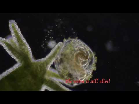 Hydra!  ヒドラ гидра, hidro  Be surprised. Watch till the end!