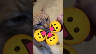 2026/5/15_76 貪吃SV #橘ひなの #橘貓 #橘猫 #貓咪日常 #cat #cute #貓貓日常 #貓貓