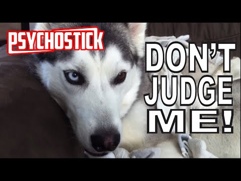Psychostick - Dogs Like Socks [official music video] I'm a dog and I like socks
