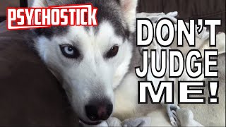 Psychostick - Dogs Like Socks [official music video] &quot;I&#39;m a dog and I like socks&quot;