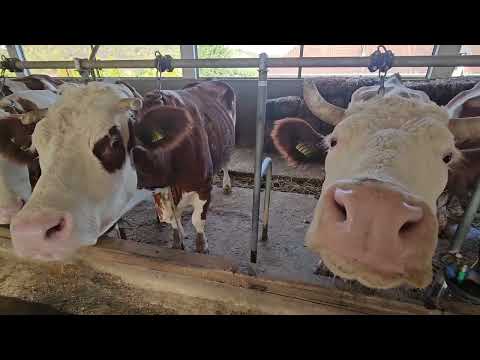 Uložili 100.000 evra u farmu krava