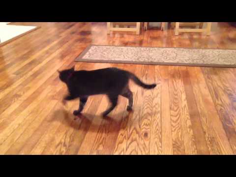 Blind cat dances to Nicki Minaj
