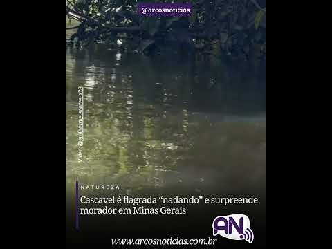 Cascavel é flagrada nadando e surpreende morador em Minas Gerais